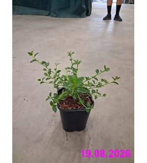 Ceanothus 'Blue Mound' C 1,4 L